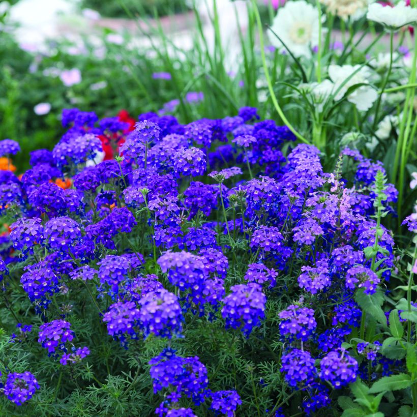 Verbena Imagination em sementes (Hábito)