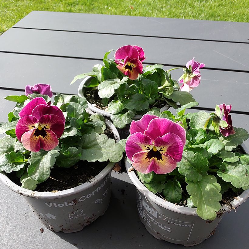 Viola cornuta Laeta Antique Shades em sementes (Floração)