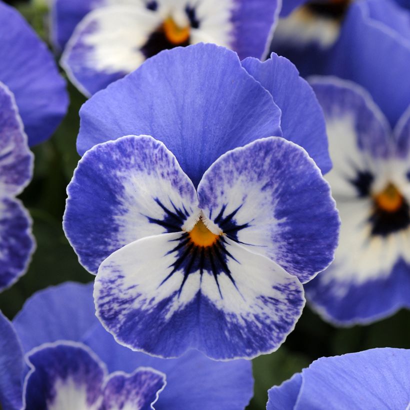 Viola cornuta Sorbet XP Delft Blue em sementes (Floração)