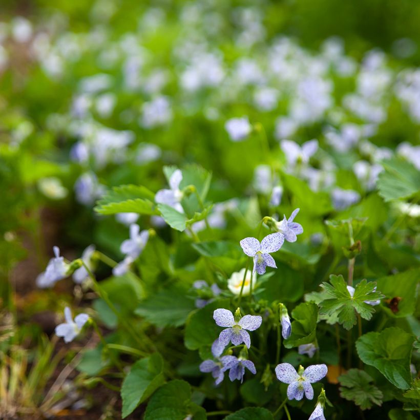 Viola sororia Freckles em sementes (Hábito)