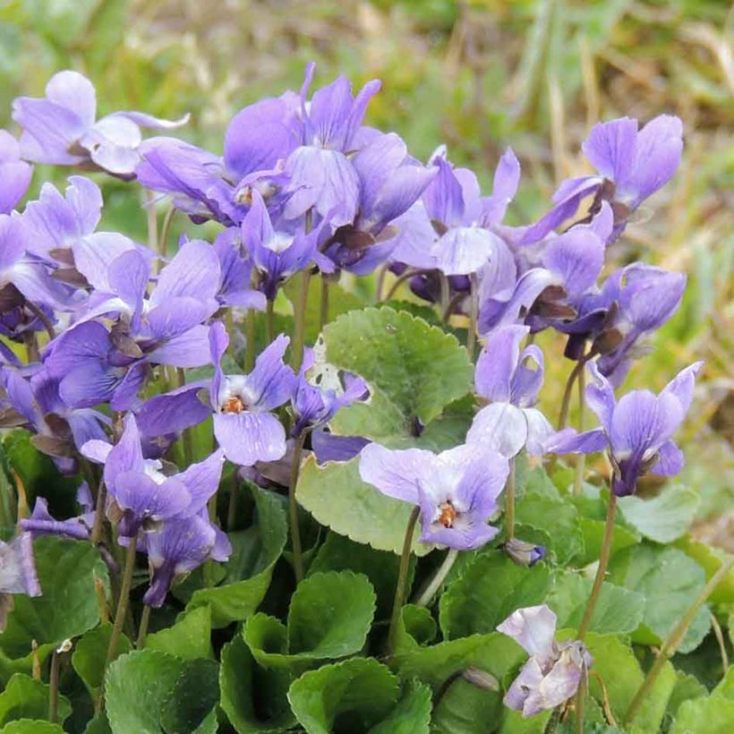 Viola odorata em sementes (Floração)