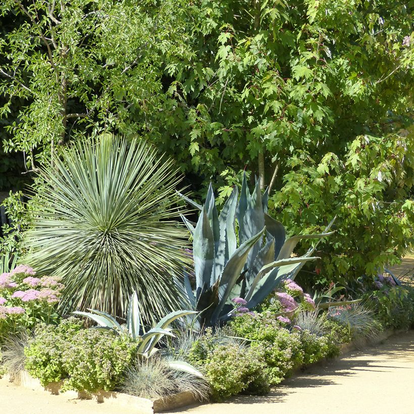 Yucca rostrata em sementes - Iúca-azul (Hábito)