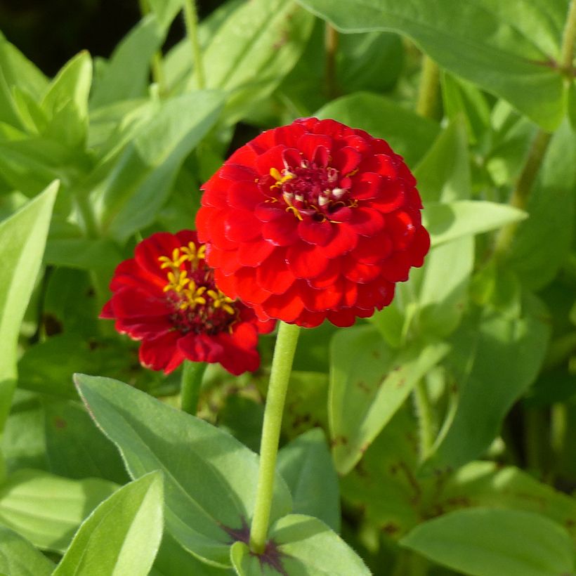 Zínia elegans Lilliput Scarlet Gem em sementes (Floração)