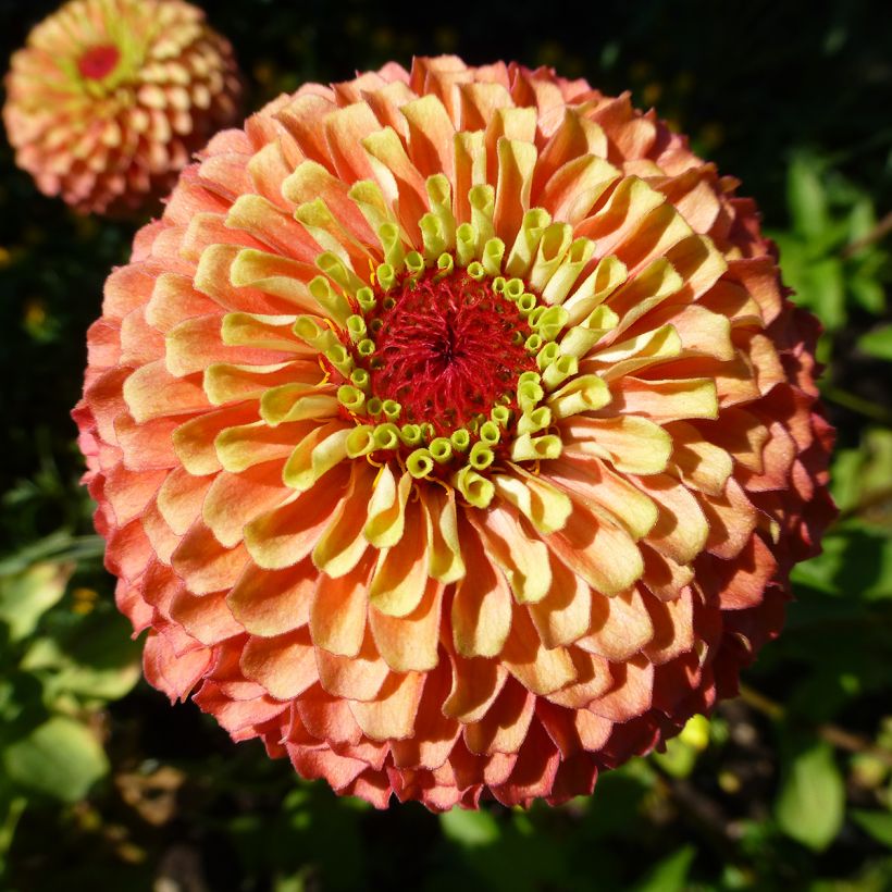 Zínia elegans Queen Lime Bicolors Mix em sementes (Floração)