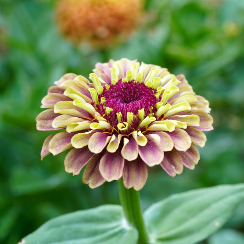 Zínia elegans Queen Red Lime em sementes (Floração)