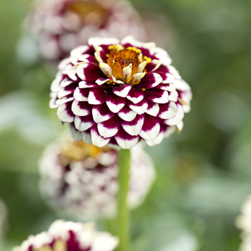Zínia haageana Jazzy Red em sementes (Floração)