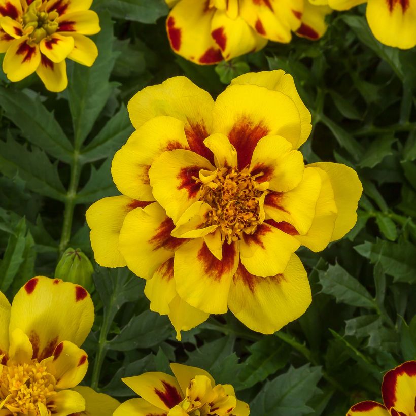 Cravo-túnico Alumia Crème Brulee em sementes - Tagetes patula (Floração)