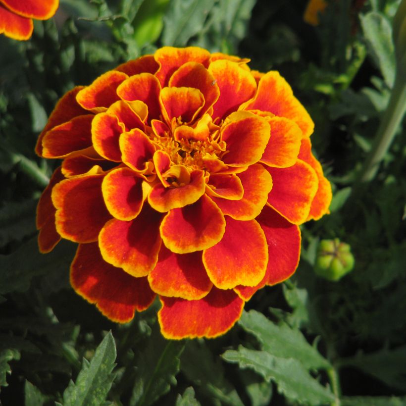 Cravo-túnico Reine Sophie em sementes - Tagetes patula (Floração)
