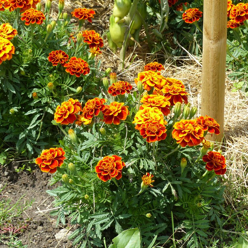Cravo-túnico Reine Sophie em sementes - Tagetes patula (Hábito)