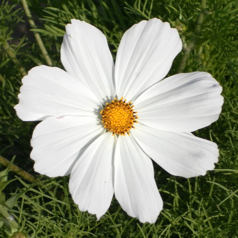 Cosmea Sonata White em sementes (Floração)