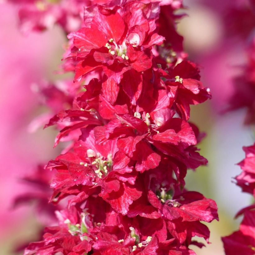 Delphinium Kingsize Scarlet em sementes (Floração)