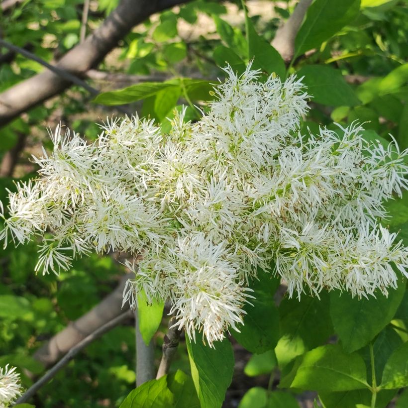 Fraxinus ornus em sementes (Floração)