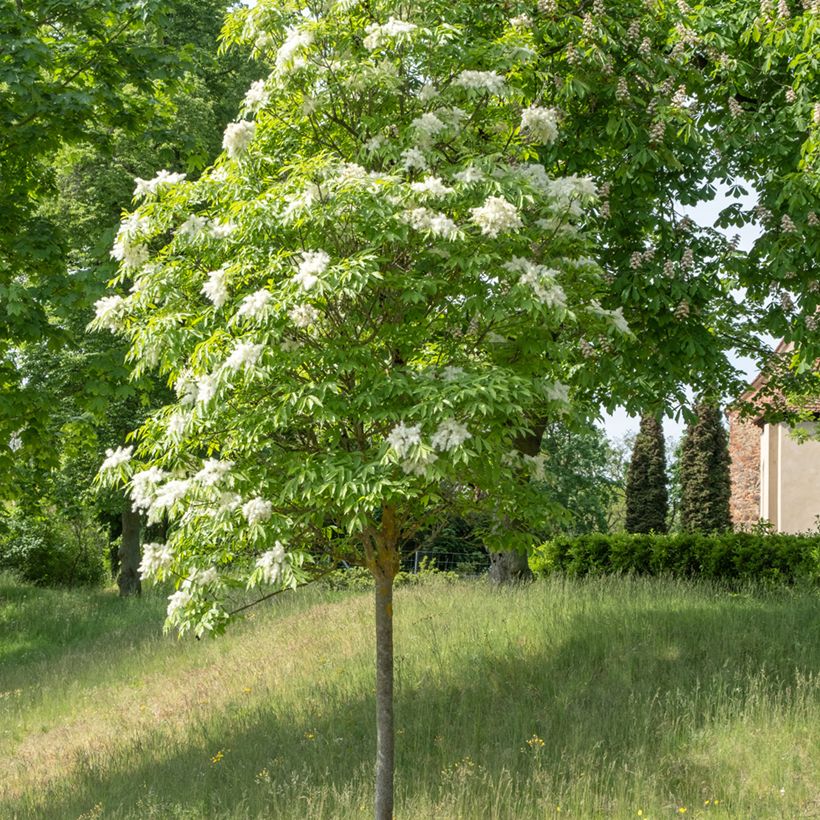 Fraxinus ornus em sementes (Hábito)