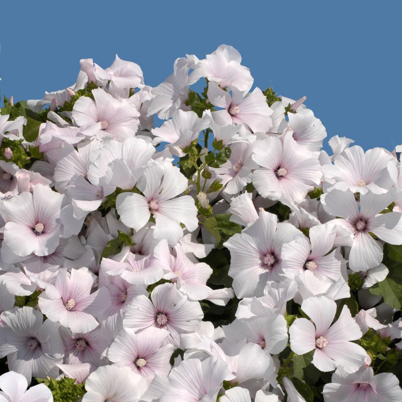 Malva rosa New Dwarf Pink Blush em sementes (Floração)