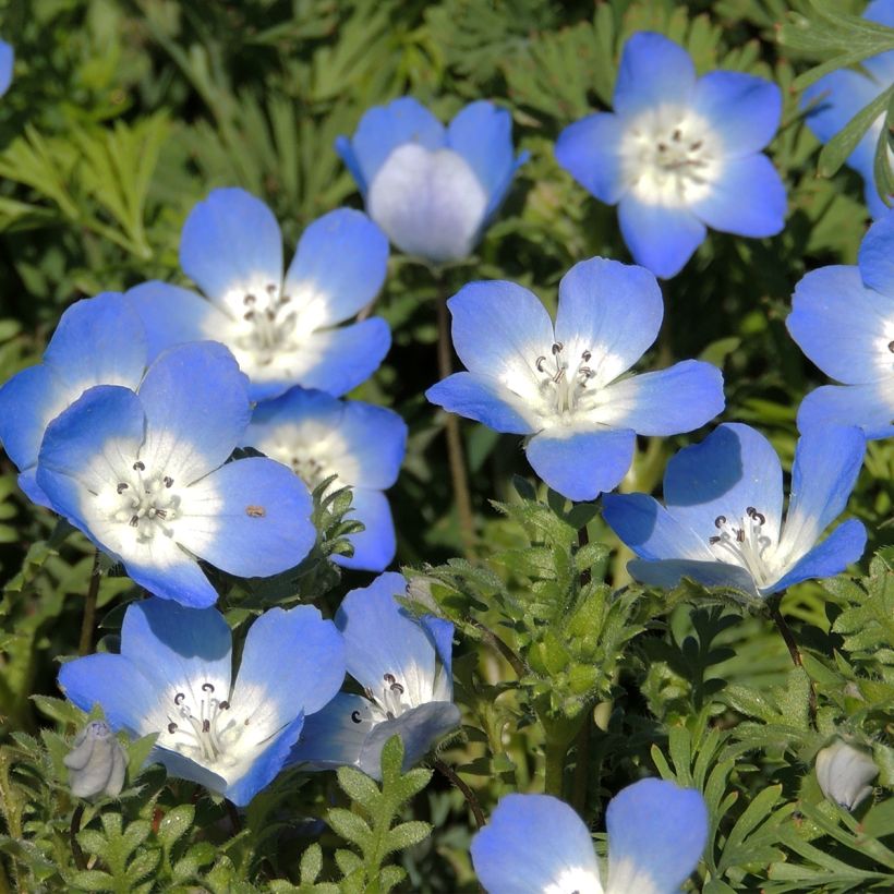 Nemophila menziesii Baby Blue Eyes em sementes (Floração)