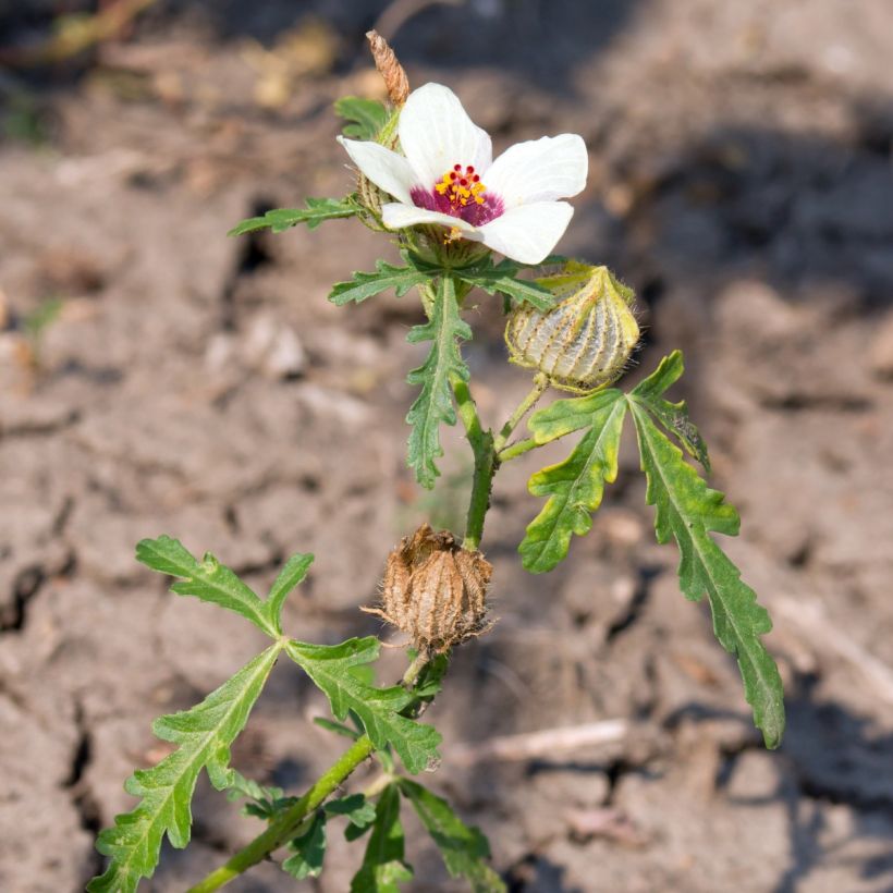 Hibiscus trionum em sementes (Hábito)