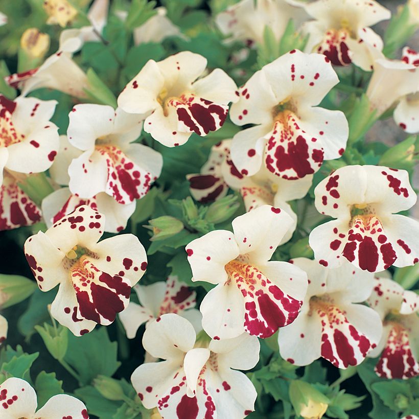 Mimulus Monkey Magic F1 Hybrid em sementes (Floração)