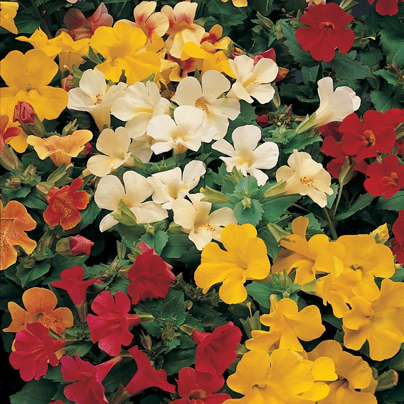 Mimulus Mystic Mixed F1 Hybrid em sementes (Floração)