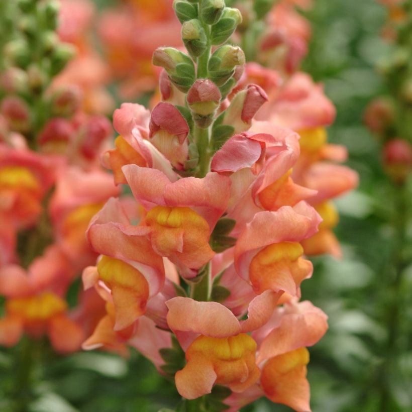 Antirrhinum majus F1 Potomac Orange em sementes - Boca-de-lobo (Floração)