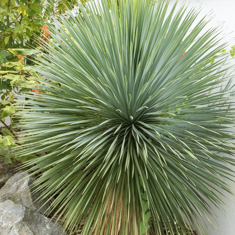 Yucca rostrata em sementes - Iúca-azul (Folhagem)