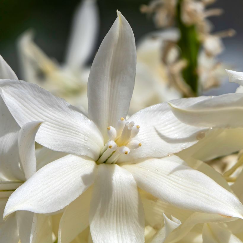 Yucca rostrata em sementes - Iúca-azul (Floração)