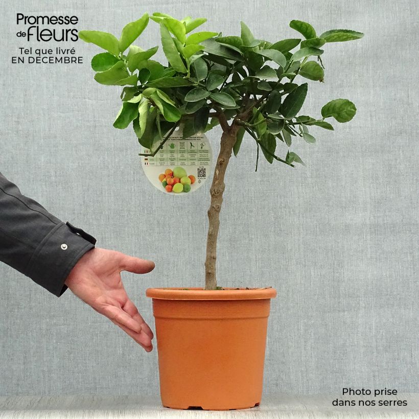 Amostra de Grand Citron vert - Citrus latifolia  Vaso de 4 L/5 L, 1/4 de haste tal como entregue no inverno