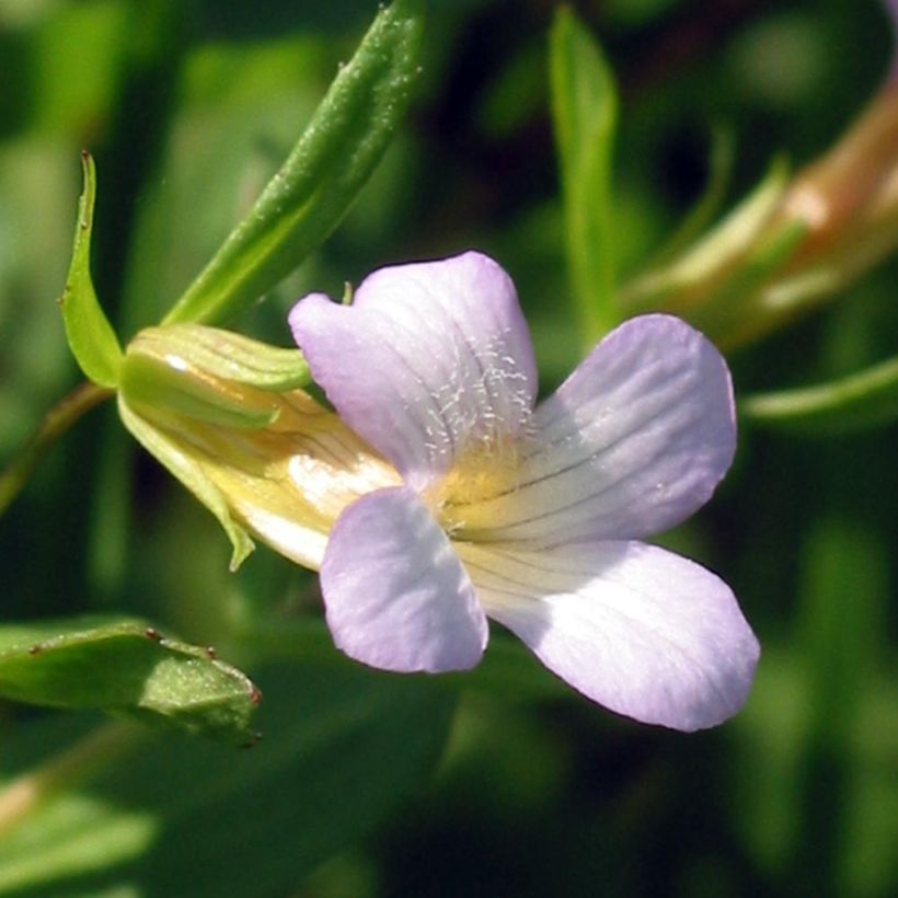 Gratiola officinalis (Floração)