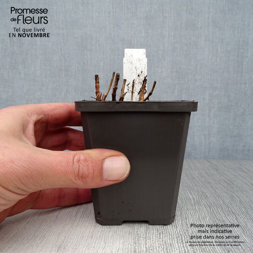 Amostra de Gratiola officinalis Vaso de 8/9 cm tal como entregue no outono