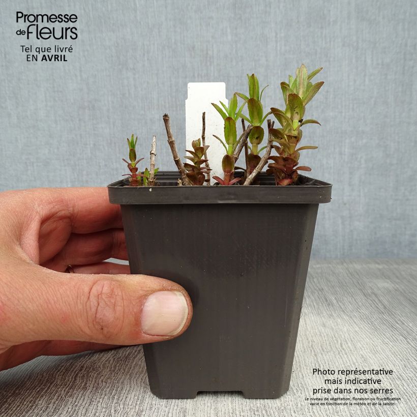 Amostra de Gratiola officinalis Vaso de 8/9 cm tal como entregue na primavera