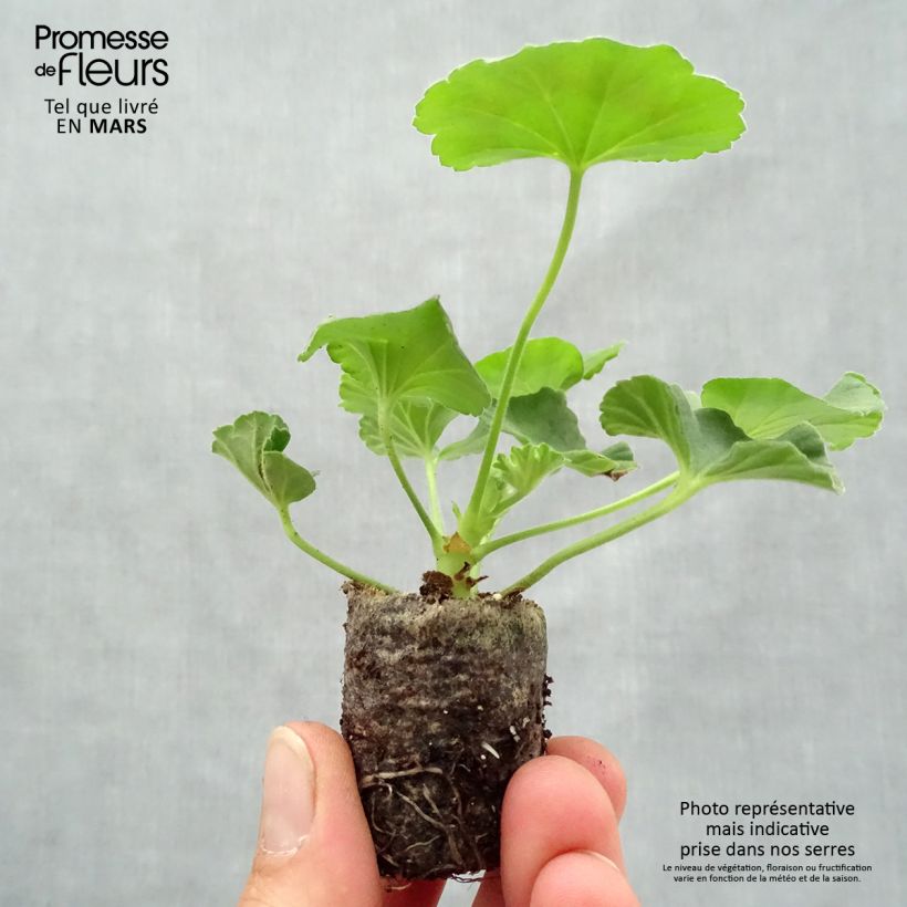 Amostra de Gréanium zonale Flic Flac Red Nova - Pelargonium hortorum Mini-motte Ø 3/4 cm tal como entregue na primavera