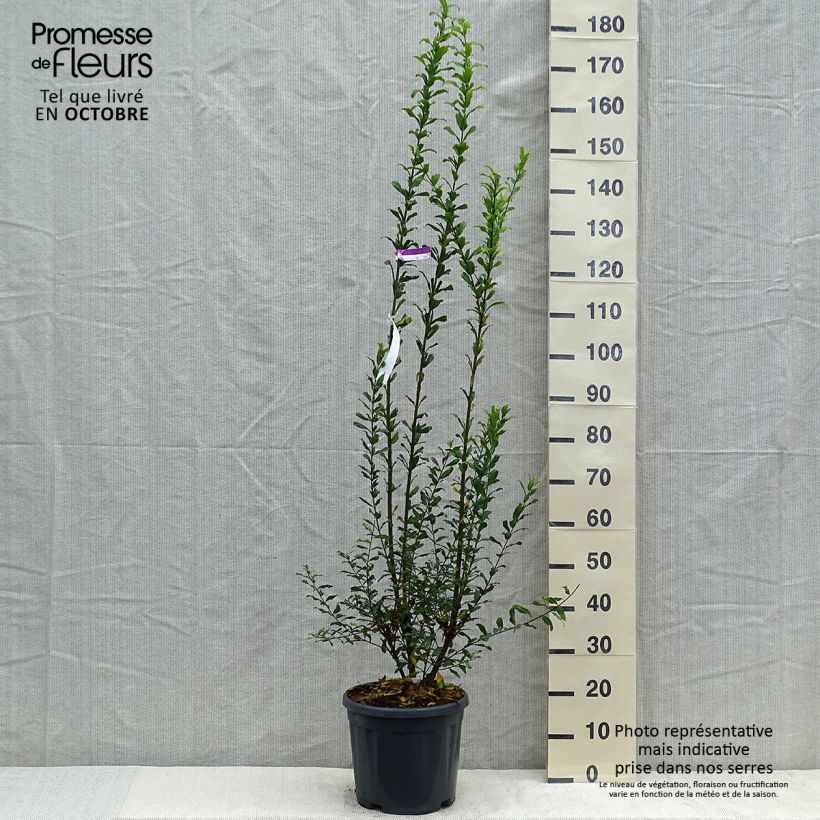 Amostra de Romãzeira-de-flor Noshi Shibari - Punica granatum Vaso de 7,5 L/10 L, Arbusto tal como entregue no outono