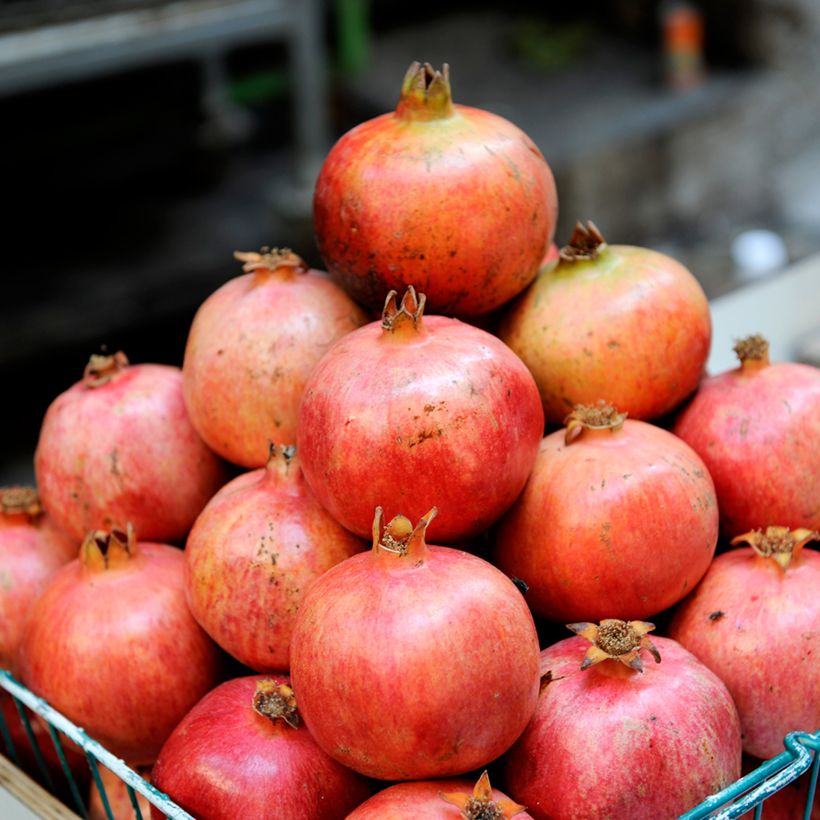 Romãzeira Acco - Punica granatum (Colheita)
