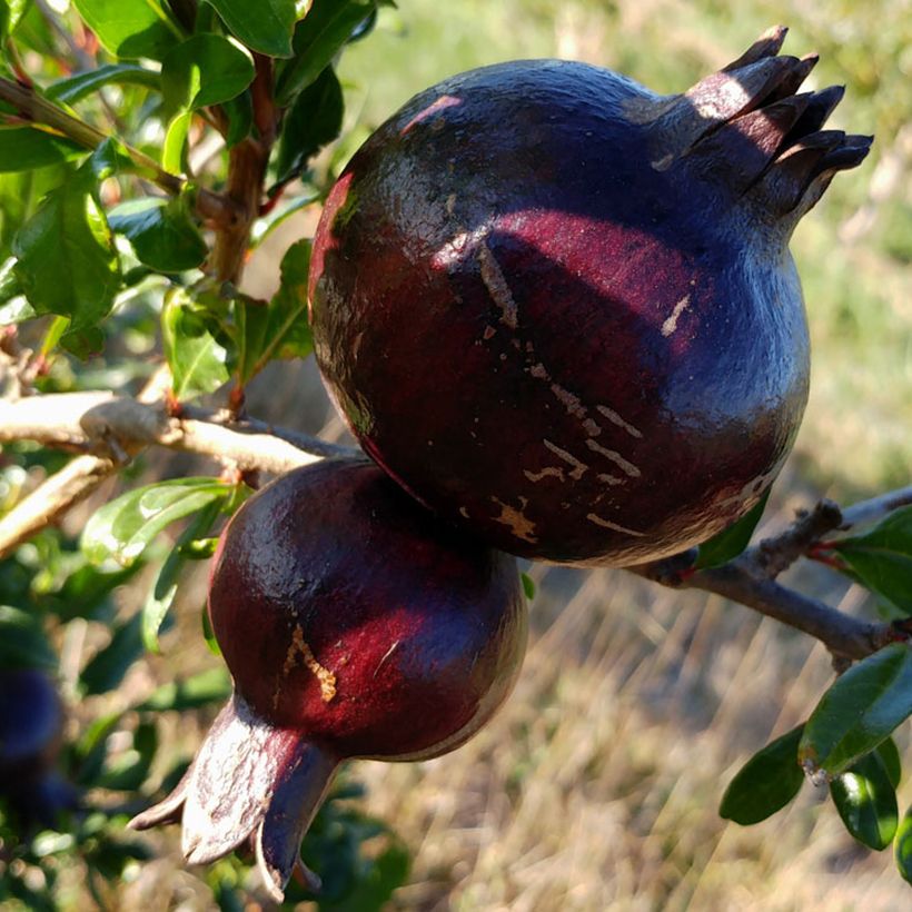 Romãzeira Asmar - Punica granatum (Colheita)