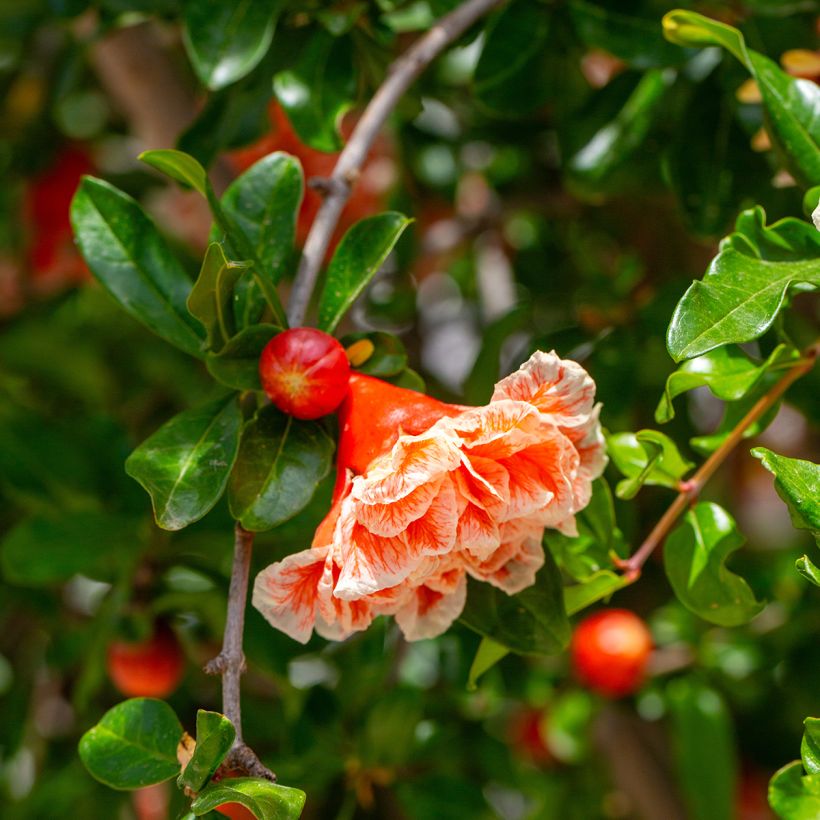 Romãzeira California Sunset (Floração)