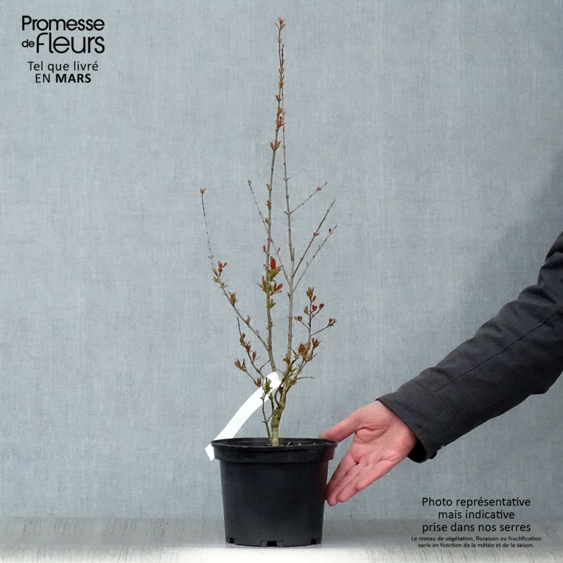 Amostra de Romãzeira Maxima Rubra Vaso de 2 L/3 L tal como entregue na primavera