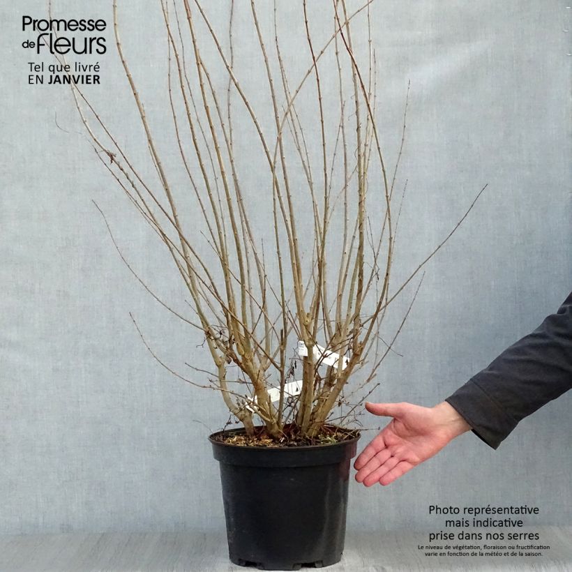 Amostra de Grenadier à fleurs - Punica granatum Plena Vaso de 7,5 L/10 L tal como entregue no inverno