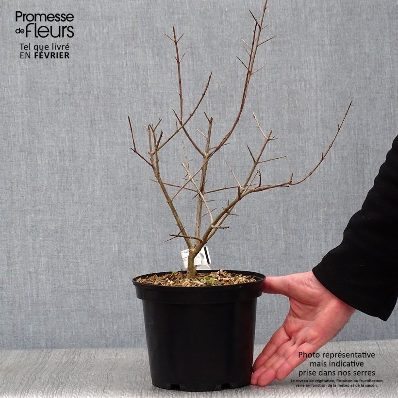 Amostra de Grenadier à fruits - Punica granatum Fina Tendral Pot de 2L/3L, Buisson tal como entregue no inverno