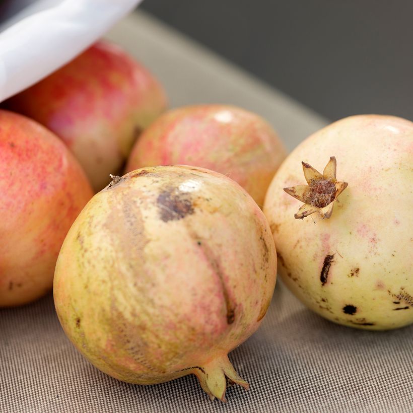 Romãzeira Mollar de Elche - Punica granatum (Colheita)