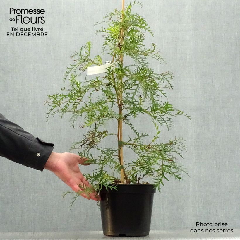 Amostra de Grevillea Bronze Rambler  Vaso de 4 L/5 L tal como entregue no inverno