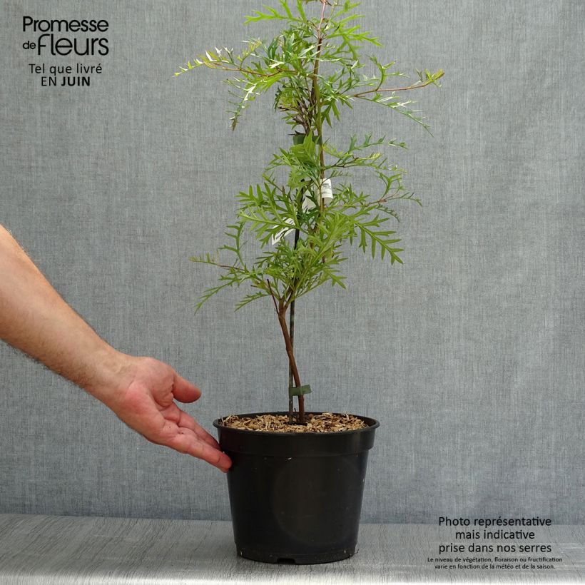 Amostra de Grevília Bronze Rambler Vaso de 4 L/5 L tal como entregue no verão