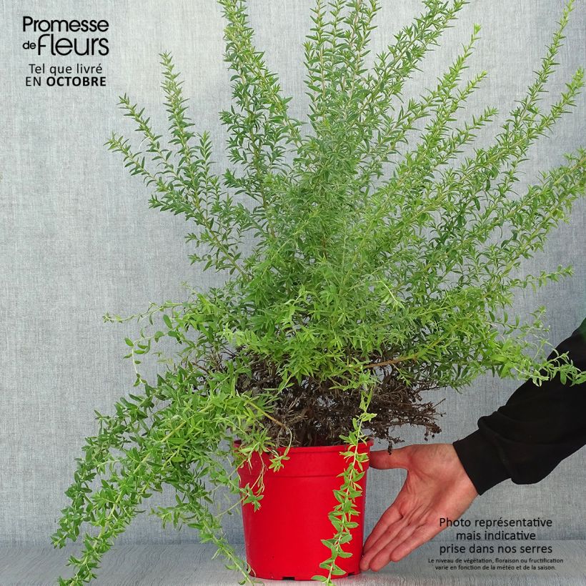 Amostra de Grevília Poorinda Rondeau Vaso de 3 L/4 L, Arbusto tal como entregue no outono