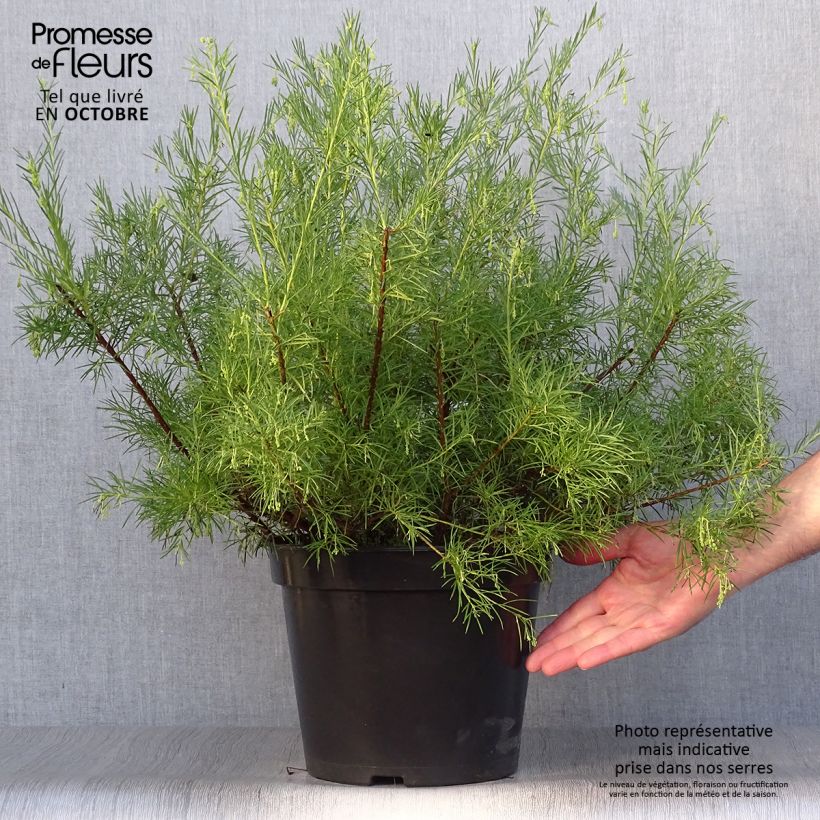 Amostra de Grevillea gracilis Alba Vaso de 7,5 L/10 L tal como entregue no outono