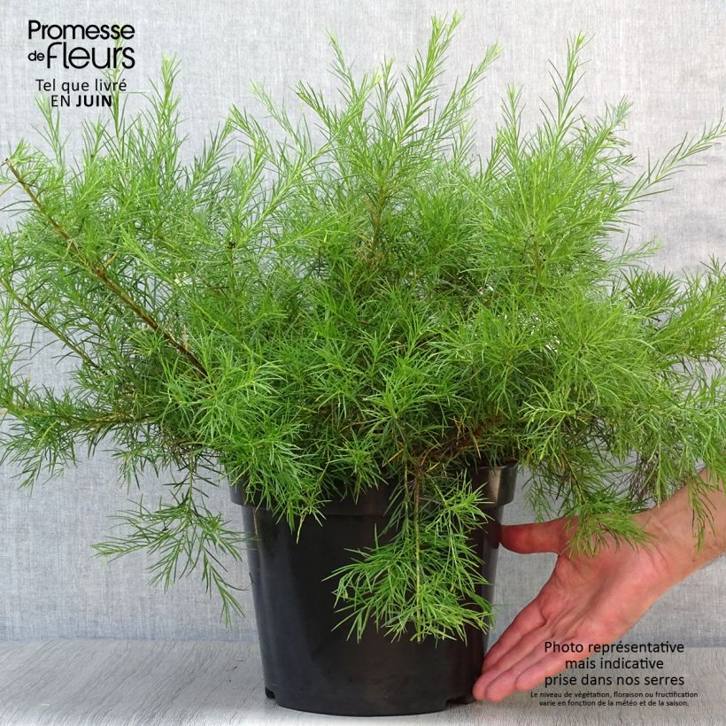 Amostra de Grevillea gracilis Alba Vaso de 7,5 L/10 L tal como entregue no verão
