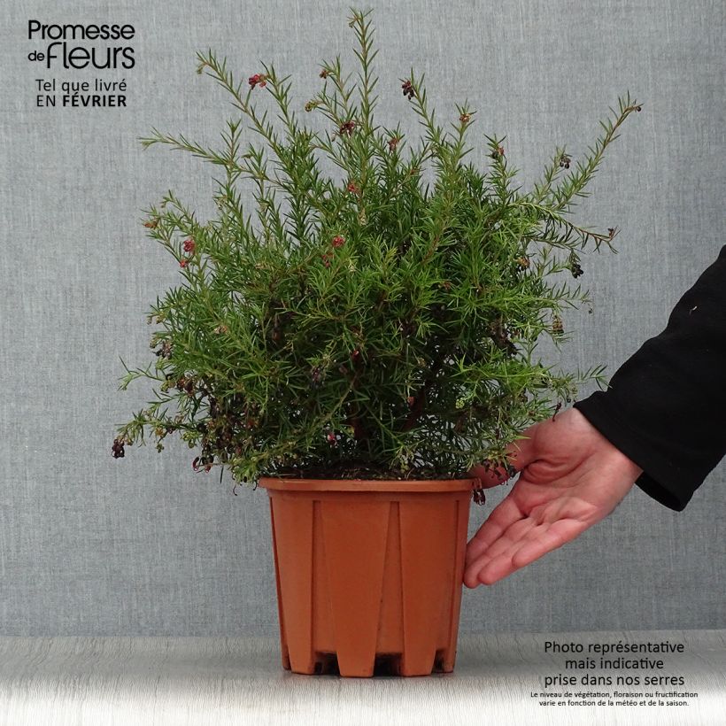 Amostra de Grevillea gracilis Clearview David Vaso de 2 L/3 L tal como entregue no inverno