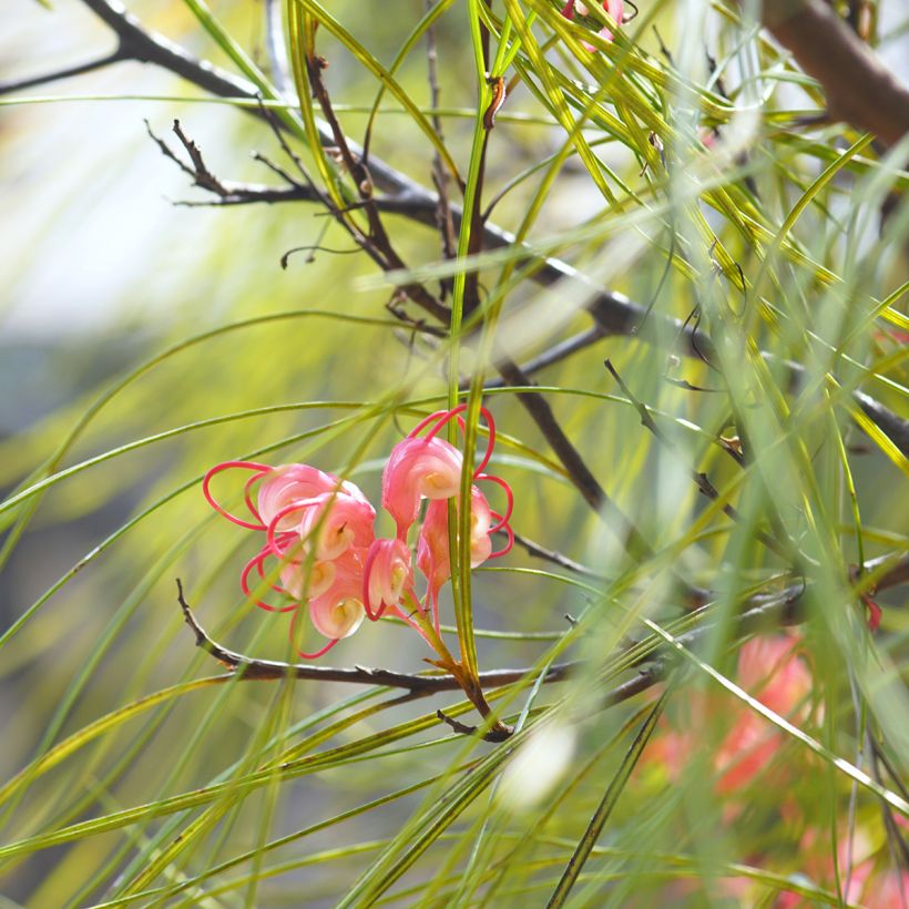 Grevillea johnsonii (Folhagem)