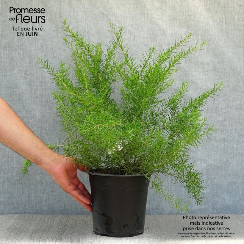 Amostra de Grevillea juniperina Vaso de 2 L/3 L tal como entregue no verão