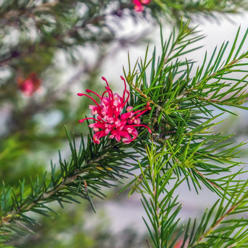 Grevillea juniperina (Folhagem)