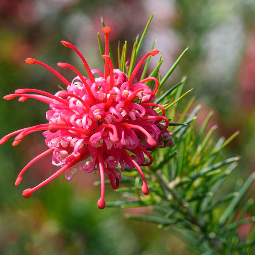 Grevillea juniperina (Floração)