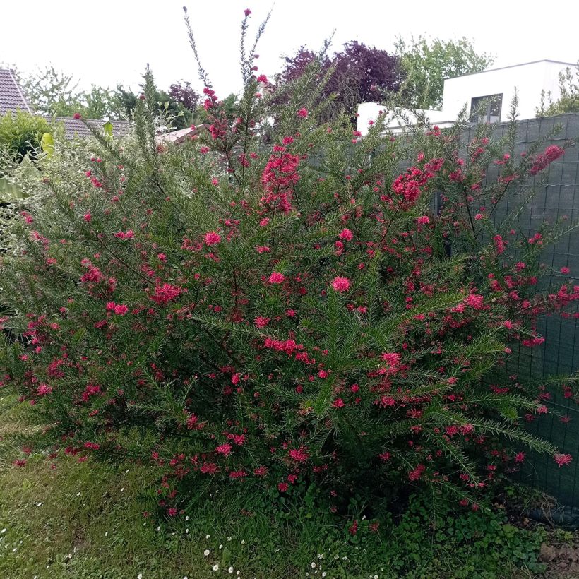Grevillea juniperina (Hábito)