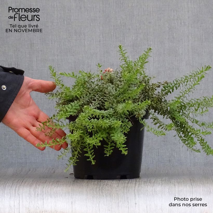 Amostra de Grevillea lanigera Mount Tamboritha Vaso de 2 L/3 L tal como entregue no outono